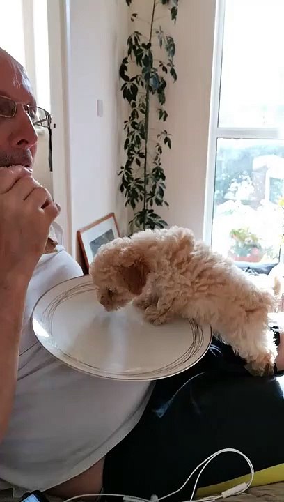 Quand ton chiot s'installe confortablement dans ton assiette