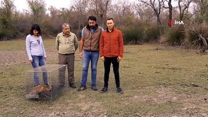 Yaralı tilki, tedavi olduktan sonra yeniden doğaya salındı