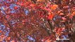 How weather has impacted this season's fall foliage