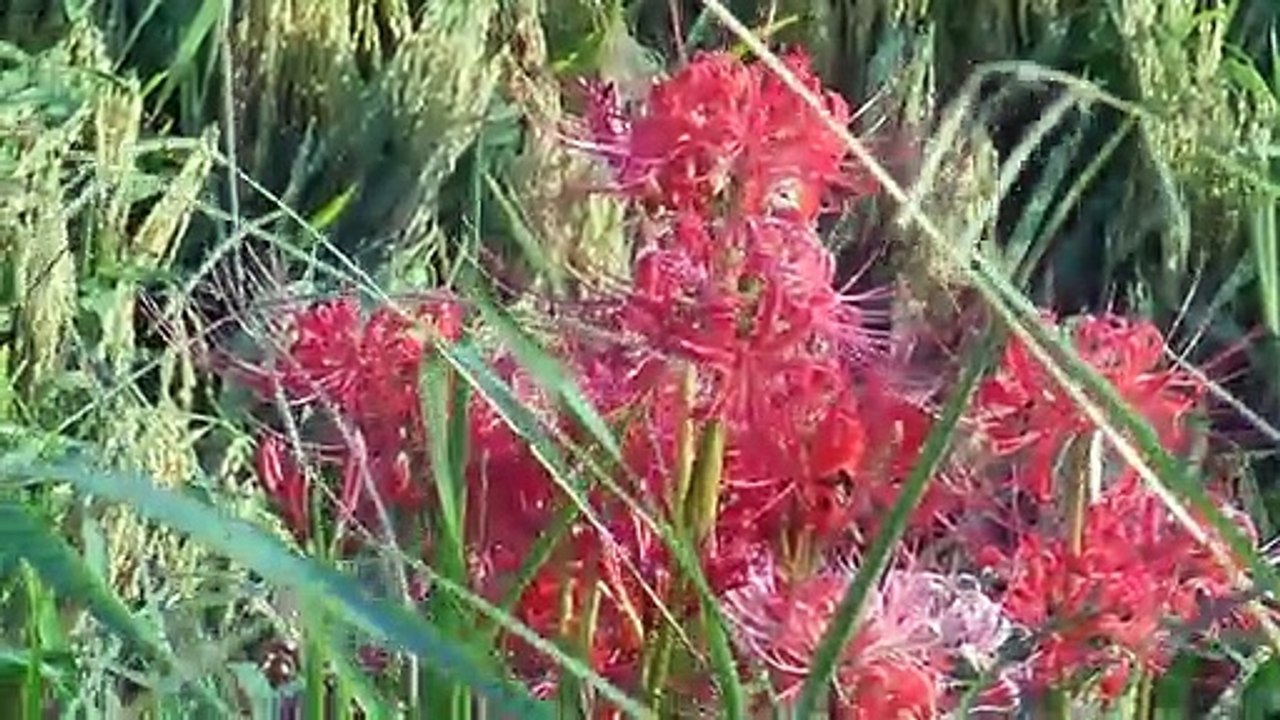 Red Spider Lilies in Japan