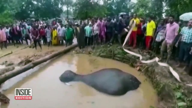 Un village s’unit pour sortir un éléphant hors de l’eau