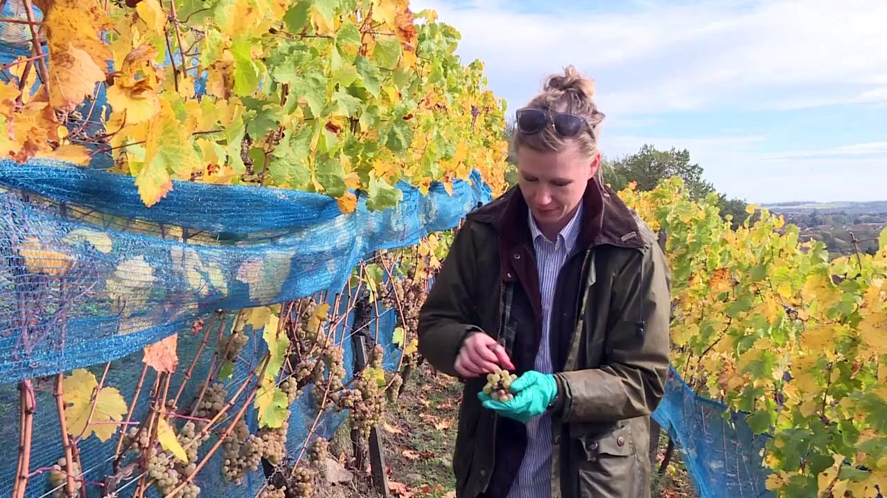 30 Jahre nach Mauerfall: Sächsischer Wein als Exportschlager