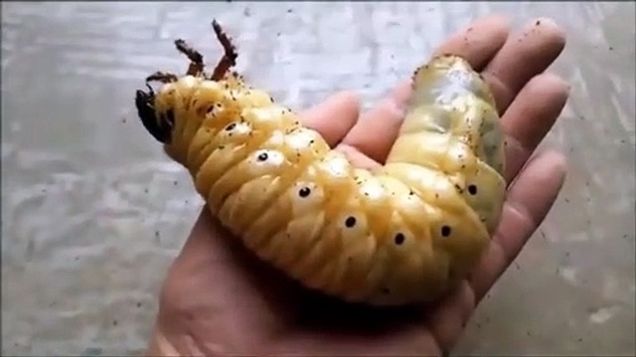 Regardez ce Scarabée Hercule passer de larve à insecte géant