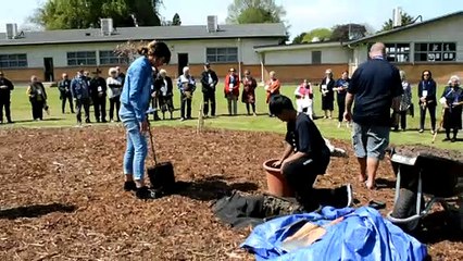 11 Kauri Tree Planting