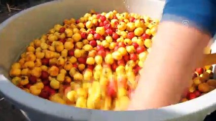 Dağ meyvesi 'alıç'ın lezzet yolculuğu - SİVAS