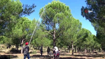 Manisa’da Fıstık Çamı Kozalağı Kazandırıyor