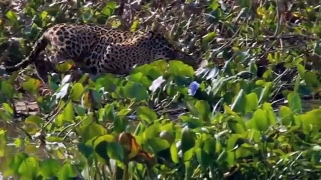 Animal fight back Leopard catch Crocodile On Riverside  Most Spectacular Big Cat Attacks Compilation