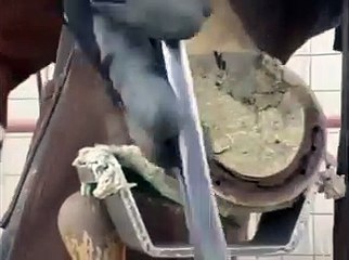 Horse getting it’s hoof cleaned