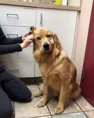 Plaisir coupable ! Ce chien adore se faire curer les oreilles. Regardez le savourer ce précieux instant !