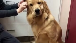 Plaisir coupable ! Ce chien adore se faire curer les oreilles. Regardez le savourer ce précieux instant !