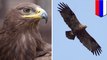 Migrating Russian eagle racks up eye-popping data roaming bill