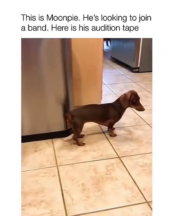 Coups de fouet! Ce toutou remue la queue en faisant un tintamarre sans nom !