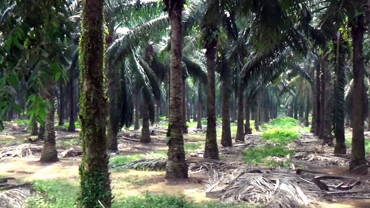 Johore 2019