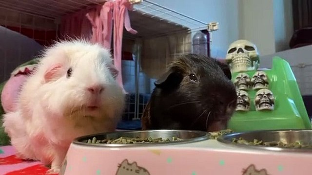 Deux cochons d'inde mangent le même plat mais c'est leur façon de mâcher qui explose Internet