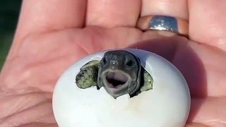 Exceptionnel, découvrez la fabuleuse naissance de ce bébé tortue qui sort de son oeuf. Une si petite créature sortant de sa coquille pour notre plus grand bonheur.
