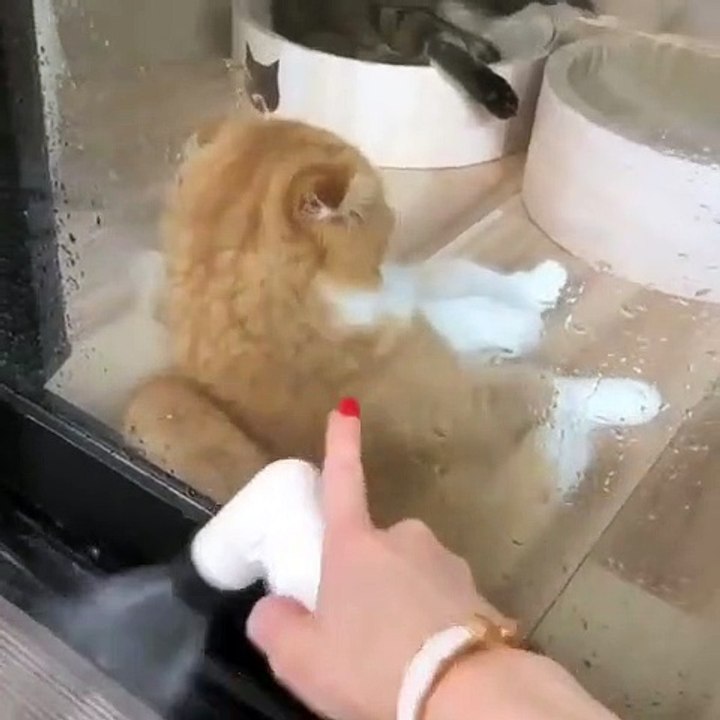 Assurez-vous de bien regarder jusqu’à la fin la vidéo de ce matou … Hilarant