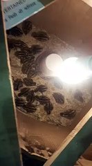 Quail birds hatching