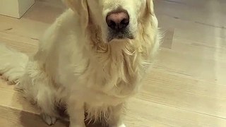 Cette vidéo mérite le détour. Un chien qui mange des haricots verts on en voit pas tous les jours !