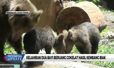 Menggemaskan! 2 Bayi Beruang Asal Eropa Lahir di Taman Safari Prigen