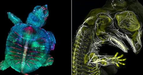 Le concours de microphotographie Nikon Small World sublime un monde invisible à l'œil nu