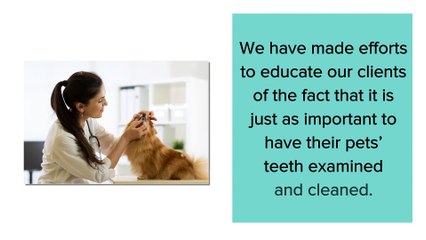 Pet Dental Health Care In Chicago - Portage Park Animal Hospital & Dental Clinic