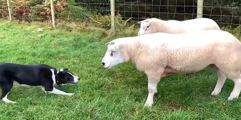 Vídeo Viral: El pequeño perro pastor mete en vereda a los dos feroces carneros