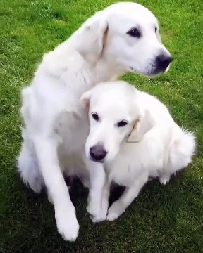 Notre cœur s'emplit tant de plaisir devant la complicité et le bonheur de ces deux chiens qu'il en devient trop grand pour tenir dans notre corps.