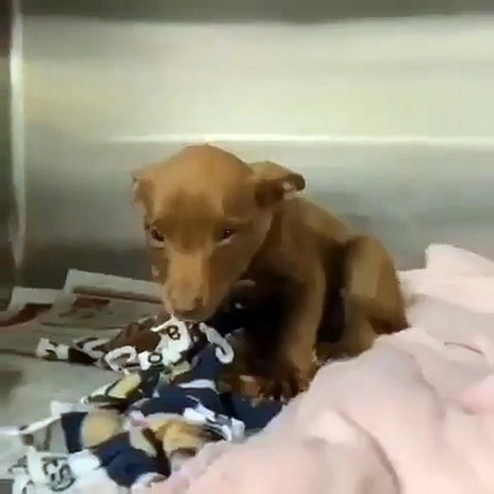 Son sourire vous fera sourire. Voici un toutou qui fait des merveilles !