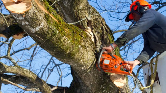 Payless Tree Landscaping Services - (678) 224-8396