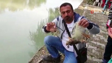 Suda bırakılan ağa takılan yengeçler,  telef olmaktan kurtarıldı