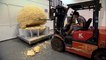 Shipping Wars: Jarrett Destroys the World's Largest Popcorn Ball