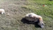 Sürüye saldıran kurtlar 10 keçiyi telef etti