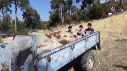 Sürüye saldıran kurtlar 10 keçiyi telef etti