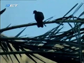 Πατήρ Αδριανός Σιναΐτης. (Σινά, ΕΡΤ-ΕΤ1, 1988), (Μέρος 2ο)