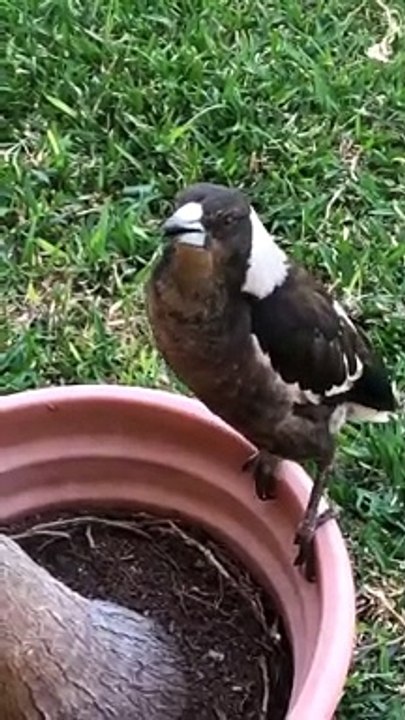 Pet Magpie Thinks She's a Rooster