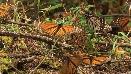 Watch: Millions of monarch butterflies arrive in Mexico