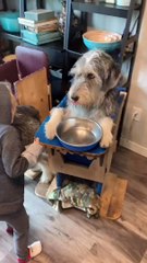 Doggies Sit Up for Dinnertime