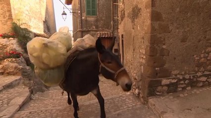 جمع‌‌آوری زباله با قاطرها در آرتنای ایتالیا