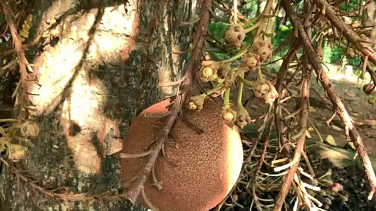 What a weird fruit ?