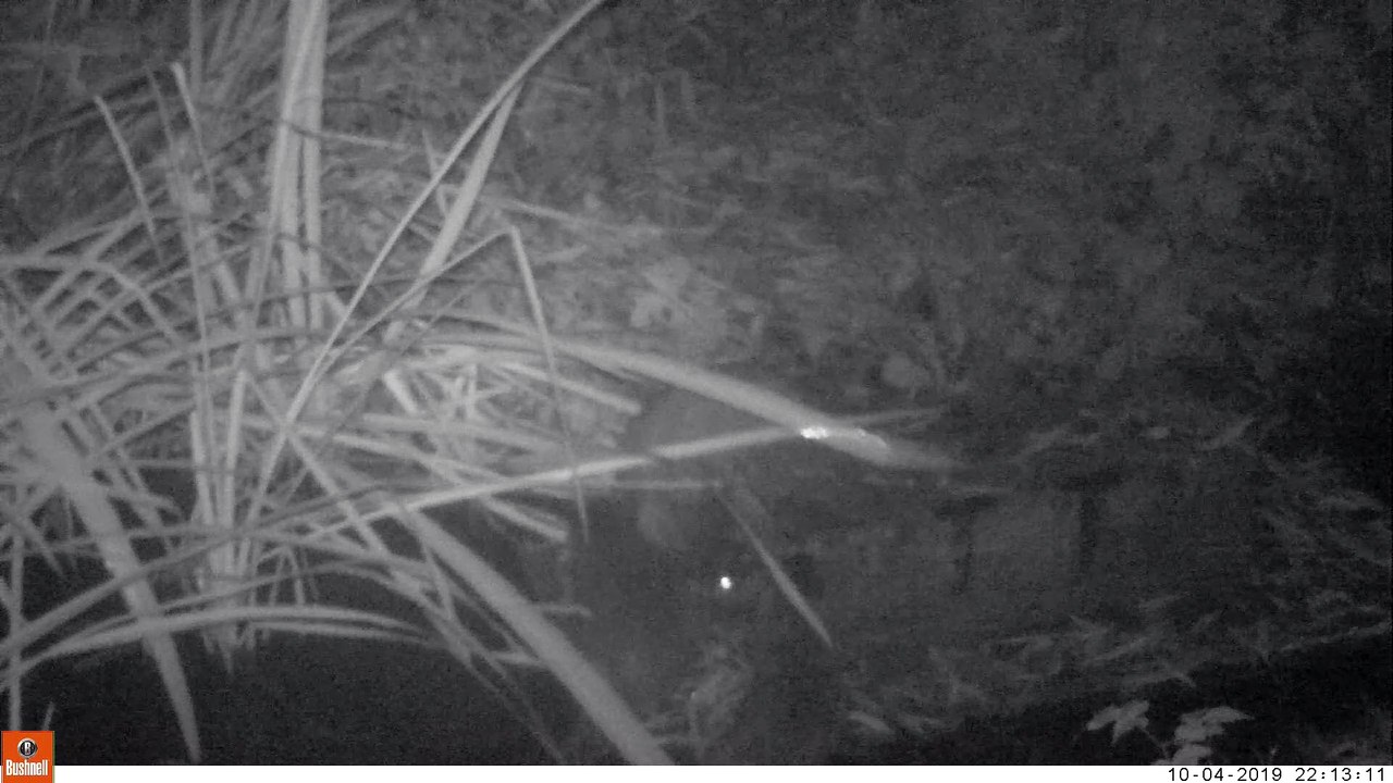 Mother otter and cubs
