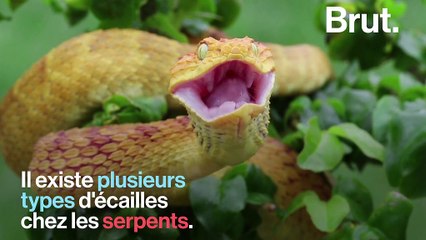 Les Atheris, ces serpents aux allures de dragons