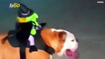 Skateboarding Dogs Suit Up for Halloween