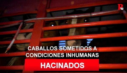 Maltrato animal: estos caballos morirán hacinados