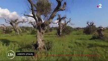 Italie : la bactérie Xylella fastidiosa menace la récolte d'olives et décime les arbres