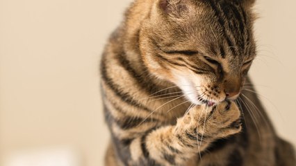 ¿Cómo se producen las bolas de pelo en los gatos?