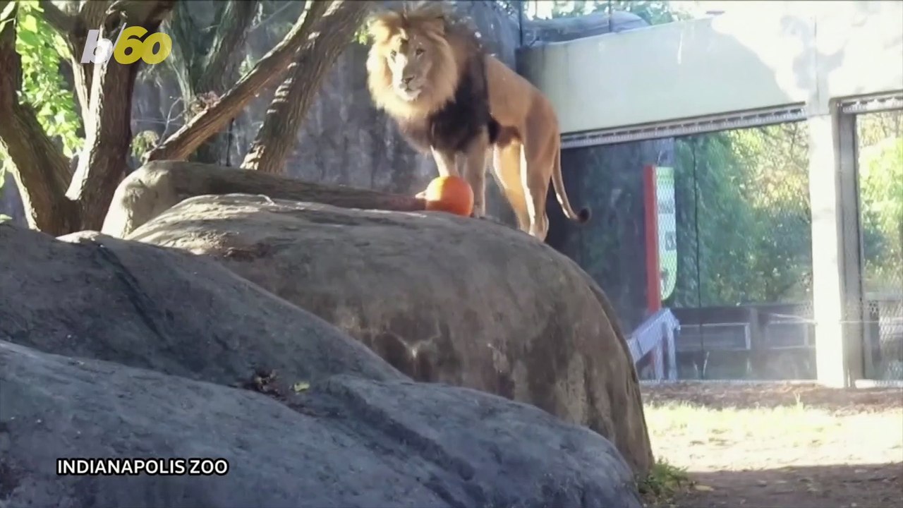 Video Shows Lions at Indianapolis Zoo Getting Into the Halloween Spirit by Playing with Pumpkins!