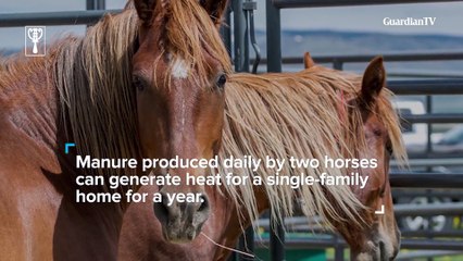 Energy companies look towards animal poo for clean power