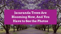 Jacaranda Trees Are Blooming Now, And You Have to See the Photos