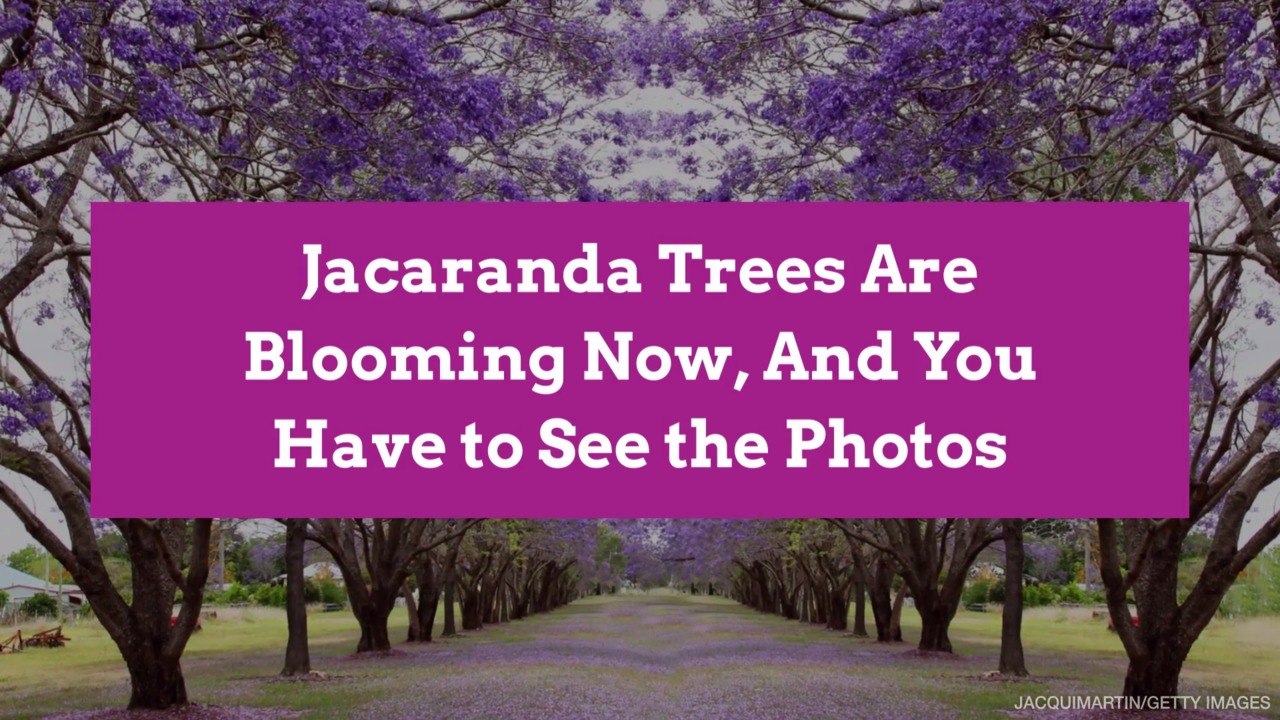 Jacaranda Trees Are Blooming Now, And You Have to See the Photos