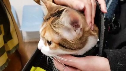 Strasbourg : un dispensaire pour soigner les animaux des plus défavorisés